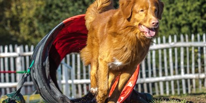 Hundehotel - Hundewiese: eingezäunt - Philippsreut - Beim Agility - Hunderesort Waldeck