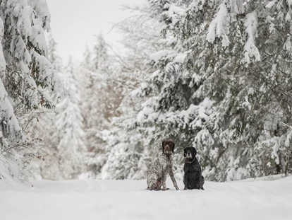 Hundehotel - Doggies: 6 Doggies - Sankt Oswald-Riedlhütte - Auf dem Winterwanderweg - Hunderesort Waldeck