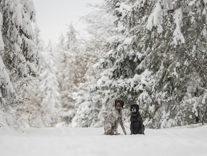 Hundehotel - Hundewiese: nicht eingezäunt - Untergriesbach (Landkreis Passau) - Auf dem Winterwanderweg - Hunderesort Waldeck