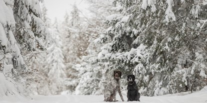 Hundehotel - Hundewiese: eingezäunt - PLZ 93470 (Deutschland) - Auf dem Winterwanderweg - Hunderesort Waldeck