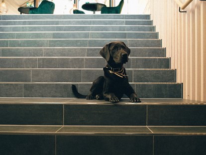 Hundehotel - Hund im Restaurant erlaubt - Torghele's Wald & Fluh