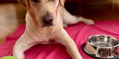 Hundehotel - Hundewiese: eingezäunt - Tieschen - Begrüßungsleckerlie, Napf und Decke gibt es im Zimmer! - Hotel Gollner