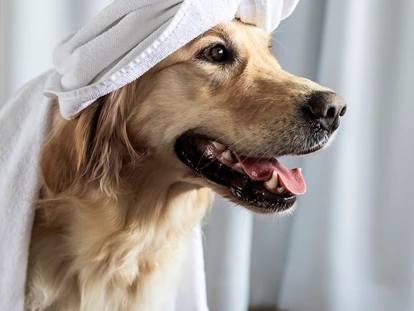 Hundehotel - Verpflegung: Frühstück - Obermais - Wellness für den Hund - Wanderhotel Vinschgerhof