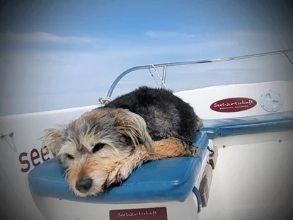 Hundehotel - Umgebungsschwerpunkt: Strand - Güstrow - Hunde Model 2023 gesucht - gefunden!
1. Platz für Fussel - Fleesensee Resort & Spa