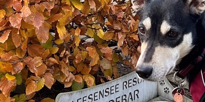 Hundehotel - PLZ 17219 (Deutschland) - Fleesensee Resort & Spa