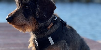 Hundehotel - Klassifizierung: 4 Sterne - Seenplatte - Fleesensee Resort & Spa