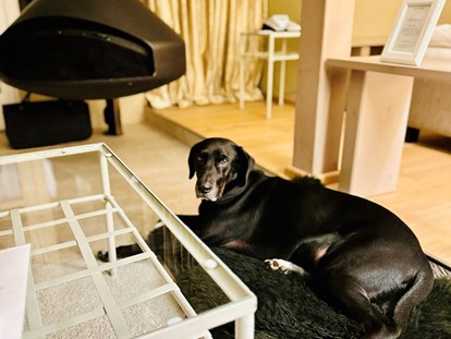 Hundehotel - Hundewiese: eingezäunt - Fleesensee Resort & Spa