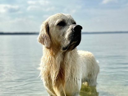 Hundehotel - Hundewiese: eingezäunt - Satow (Mecklenburgische Seenplatte) - Fleesensee Resort & Spa