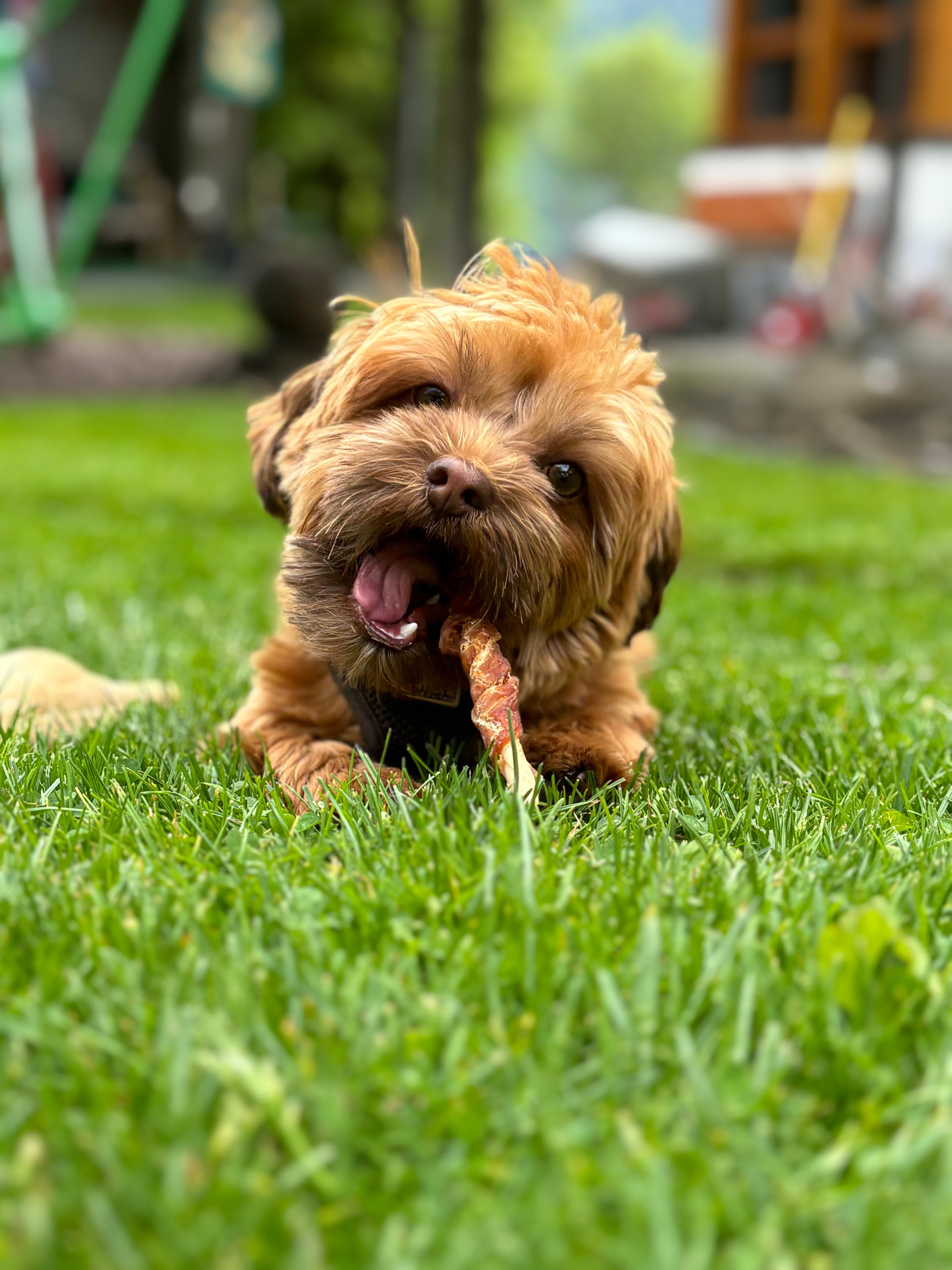 Urlaub-mit-Hund - nawu_apartments_Hundehotel - nawu apartments & Restaurant