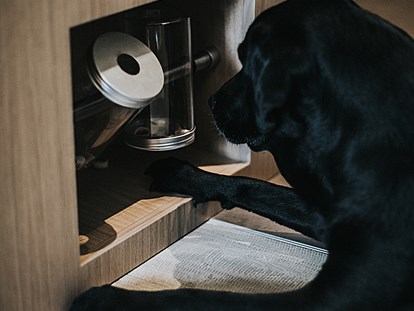 Hundehotel - Hundewiese: eingezäunt - Innerschwand - Hotel DIE WASNERIN