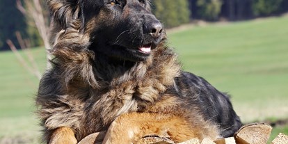 Hundehotel - Klassifizierung: 4 Sterne - Auch Hunde fühlen sich bei uns sehr wohl! - HIRBEN Naturlaub