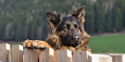 Hundehotel - Doggies: 4 Doggies - Ferienwohnungen mit eingezäuntem Privatgarten - HIRBEN Naturlaub