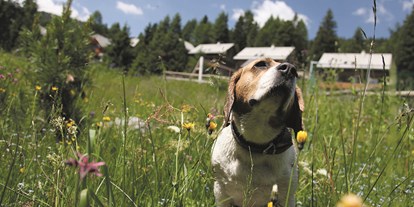 Hundehotel - Unterkunftsart: Ferienhaus - PLZ 5571 (Österreich) - Hundeurlaub auf der MarktlAlm - MarktlAlm Almhüttendorf Turracher Höhe