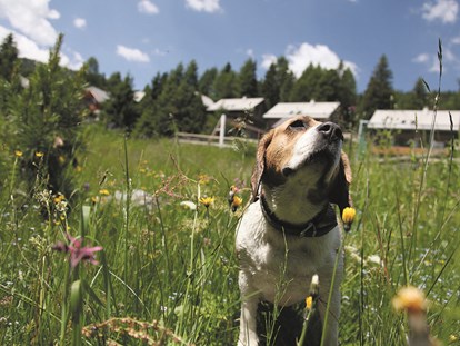 Hundehotel - Umgebungsschwerpunkt: Fluss - Steiermark - Hundeurlaub auf der MarktlAlm - MarktlAlm Almhüttendorf Turracher Höhe