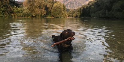 Hundehotel - Hundewiese: nicht eingezäunt - Flachau - Luna beim Schwimmen in der Ache - Hotel Kaiserhof Anif