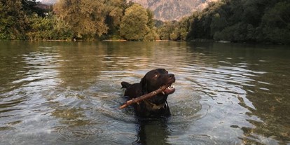 Hundehotel - Hundewiese: nicht eingezäunt - Radstadt - Luna beim Schwimmen in der Ache - Hotel Kaiserhof Anif