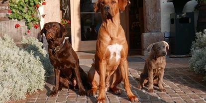 Hundehotel - Hundewiese: nicht eingezäunt - Flachau - Luna Maddox und Odin - Hotel Kaiserhof Anif