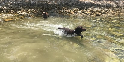 Hundehotel - Hundewiese: nicht eingezäunt - Chieming - Badespaß an der Ache - Hotel Kaiserhof Anif