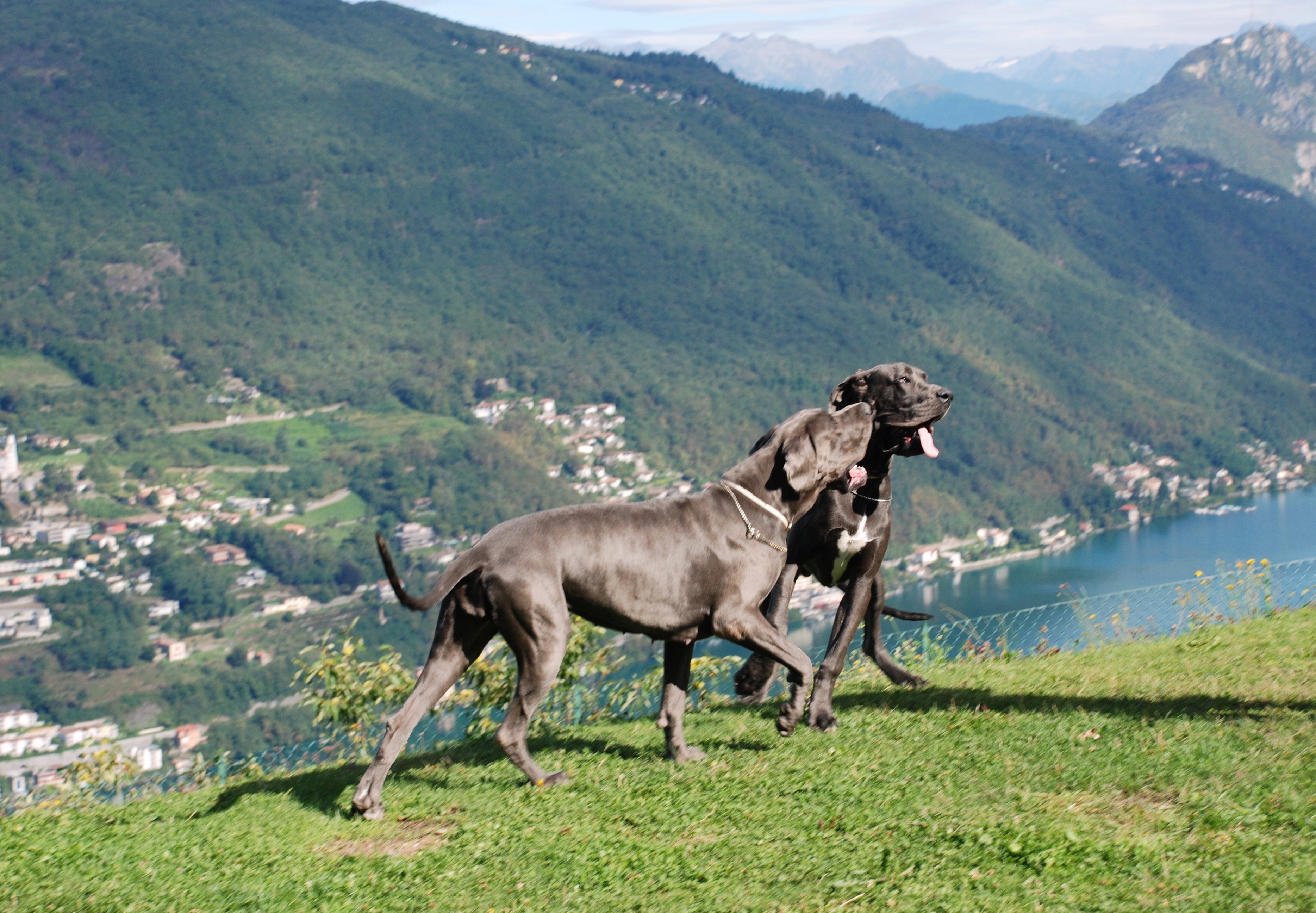 Urlaub-mit-Hund - Hotel Serpiano