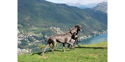 Hundehotel - Hund im Restaurant erlaubt - Schweiz - Hotel Serpiano