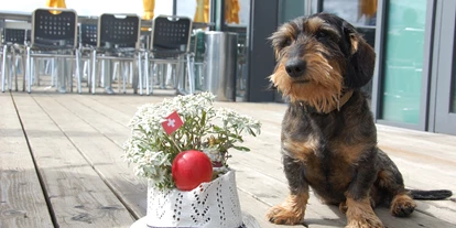 Hundehotel - Hund im Restaurant erlaubt - Schangnau - Hotelhund Ludwig - Berghotel Schynige Platte