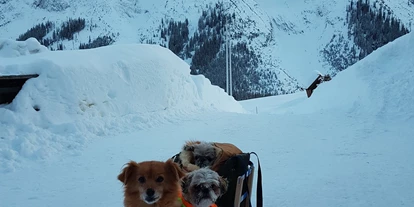 Hundehotel - Hundewiese: nicht eingezäunt - Innsbruck - Schlittenfahrt mit Hunden - Haus Alpengruss