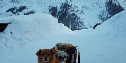 Hundehotel - Preisniveau: günstig - Rauth (Nesselwängle) - Schlittenfahrt mit Hunden - Haus Alpengruss
