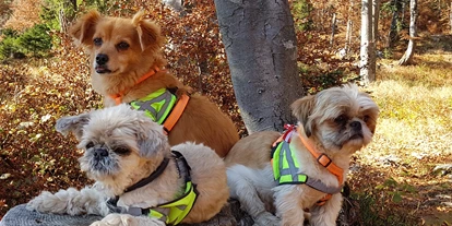 Hundehotel - Hundewiese: nicht eingezäunt - Mösern - wandern mit Hunden - Haus Alpengruss