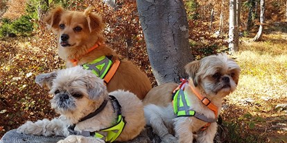 Hundehotel - Bademöglichkeit für Hunde - Plangeross - wandern mit Hunden - Haus Alpengruss