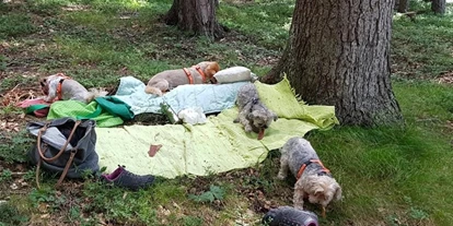 Hundehotel - Doggies: 2 Doggies - Telfs - Picknick im Wald - Haus Alpengruss