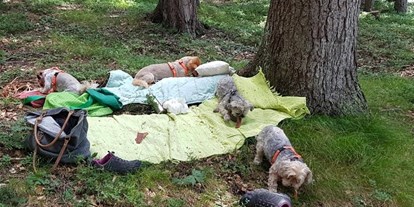 Hundehotel - Preisniveau: günstig - Längenfeld - Picknick im Wald - Haus Alpengruss