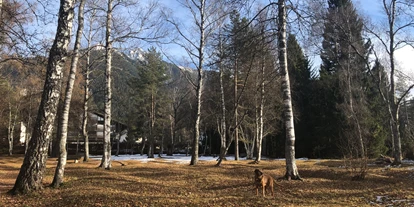 Hundehotel - Hundewiese: nicht eingezäunt - Mösern - Lupo im Birkenwald - Haus Alpengruss
