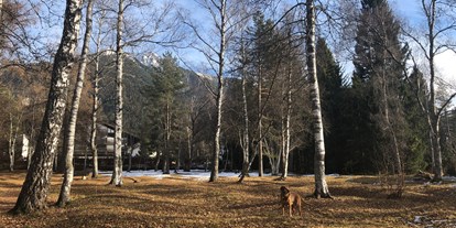 Hundehotel - Hundewiese: nicht eingezäunt - Seefeld in Tirol - Lupo im Birkenwald - Haus Alpengruss