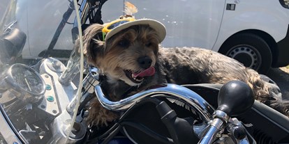 Hundehotel - Preisniveau: günstig - Längenfeld - Hund mit auf dem Motorrad - Haus Alpengruss