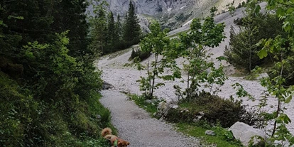 Hundehotel - Hundewiese: nicht eingezäunt - Mösern - wandern in den Bergen - Haus Alpengruss