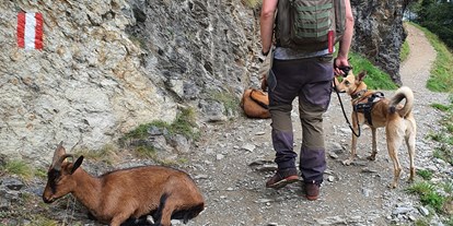 Hundehotel - Innerschwand - Weg zum Spiegelsee - Bergbauernhof Irxner