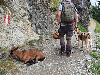 Hundehotel - Umgebungsschwerpunkt: Berg - Weg zum Spiegelsee - Bergbauernhof Irxner