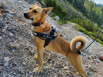 Hundehotel - Hundewiese: nicht eingezäunt - Aich (Aich) - Bergbauernhof Irxner