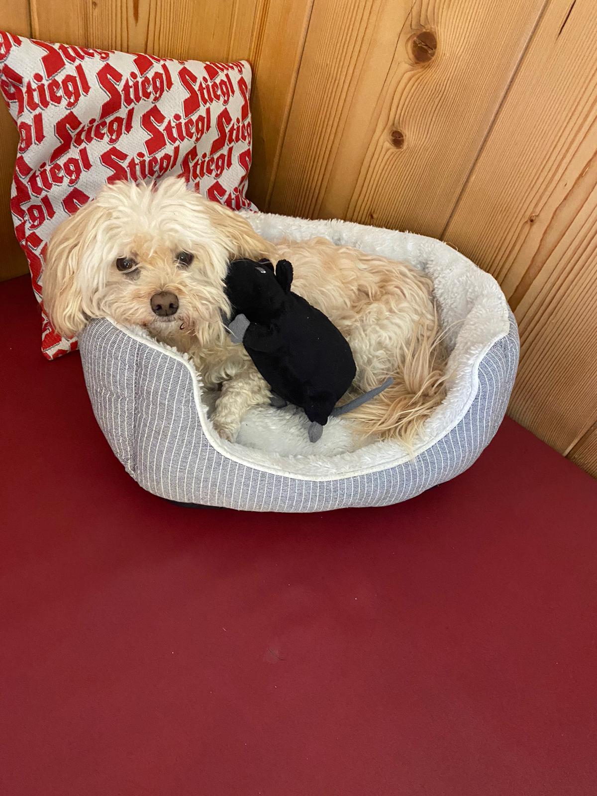 Urlaub im Ferienhaus mit Hund: Lui im Birnbaum Chalet Frauenkogel - Birnbaum Chalets