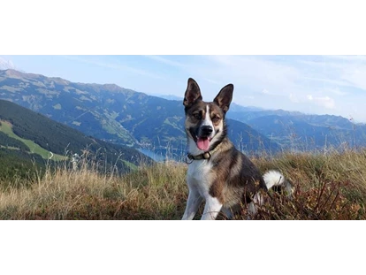 Hundehotel - Hundewiese: nicht eingezäunt - Flachau - Wanderung mit Hund inkl. Panoramaaussicht mit Start vor dem Hotel - Berghotel Jaga Alm 