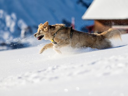 Hundehotel - ausschließlich für Hundeliebhaber - St. Anton am Arlberg - Natur.Genuss.Hotel - Sonnasita