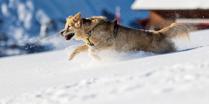 Hundehotel - Hundewiese: nicht eingezäunt - Vorarlberg - Natur.Genuss.Hotel - Sonnasita