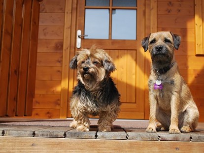 Hundehotel - Hundewiese: eingezäunt - Gerling (Saalfelden am Steinernen Meer) - zufriedene Gäste - Feriendorf Oberreit