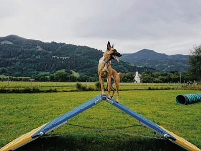 Hundehotel - Hundewiese: eingezäunt - Leogang - Hundewiese - Feriendorf Oberreit
