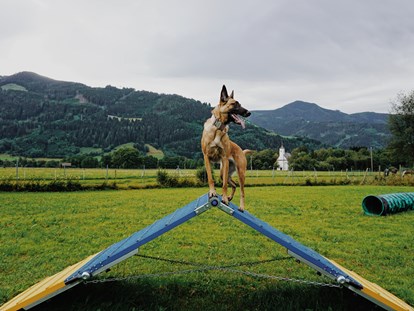 Hundehotel - Umgebungsschwerpunkt: am Land - Braunötzhof - Hundewiese - Feriendorf Oberreit