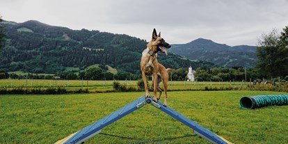 Hundehotel - Trink-/Fressnapf: an der Rezeption - Kitzbühel - Hundewiese - Feriendorf Oberreit
