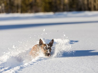 Hundehotel - Agility Parcours - Bad Wiessee - Alpenhotel Tyrol - 4* Adults Only Hotel am Achensee