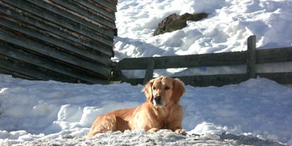 Hundehotel - Doggies: 1 Doggy - St. Martin (Trentino-Südtirol) - PIZ-Hotel