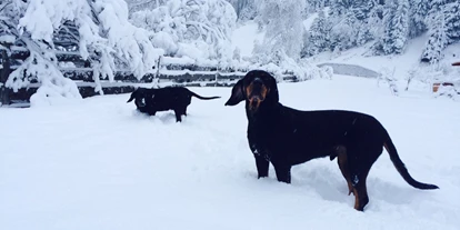 Hundehotel - Doggies: 2 Doggies - Telfs - Winter im Schnee - Haus am Wildbach