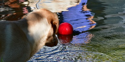 Hundehotel - Besorgung Hundefutter - Schwimmteich für Hund und Mensch - Naturforsthaus 